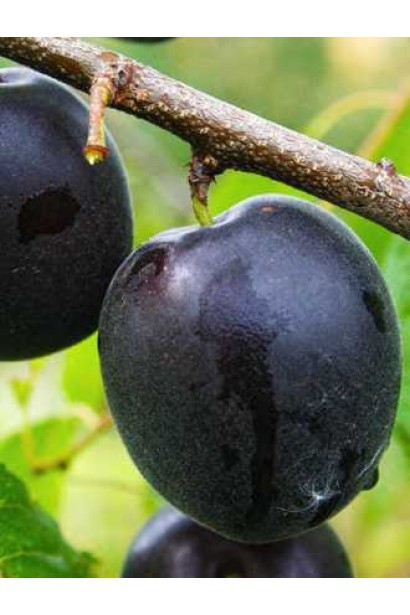 Prunus Armeniaca ‘Monarezi’